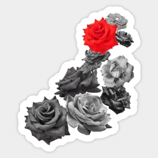 Black and White and a Scarlet Rose Sticker